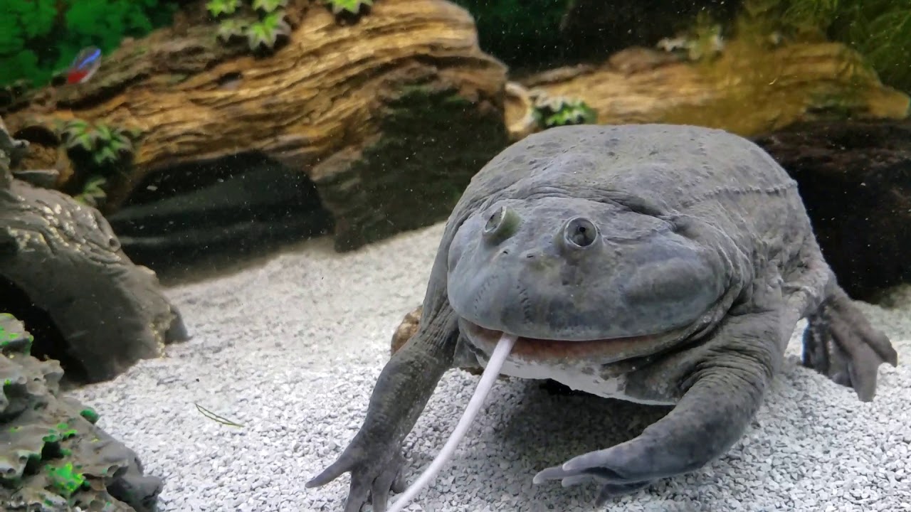 pikachu pokemon Budgett’s Frog Eats Adult Mouse!