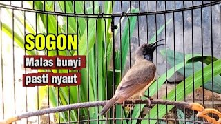 Pancingan SOGON malas bunyi, sekali pancing SOGON malas bunyi langsung nyaut Gacor nembak