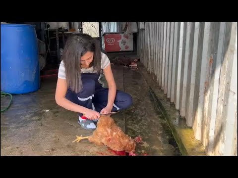 Lady butchering chicken | Tavuk kesimi