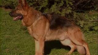 Магнит о Знания - СУПЕР dog training Обучение, уроки, занятия, самоучитель овчарки Магнит о Знания - СУПЕР dog training Обучение, уроки, занятия, самоучитель овчарки
