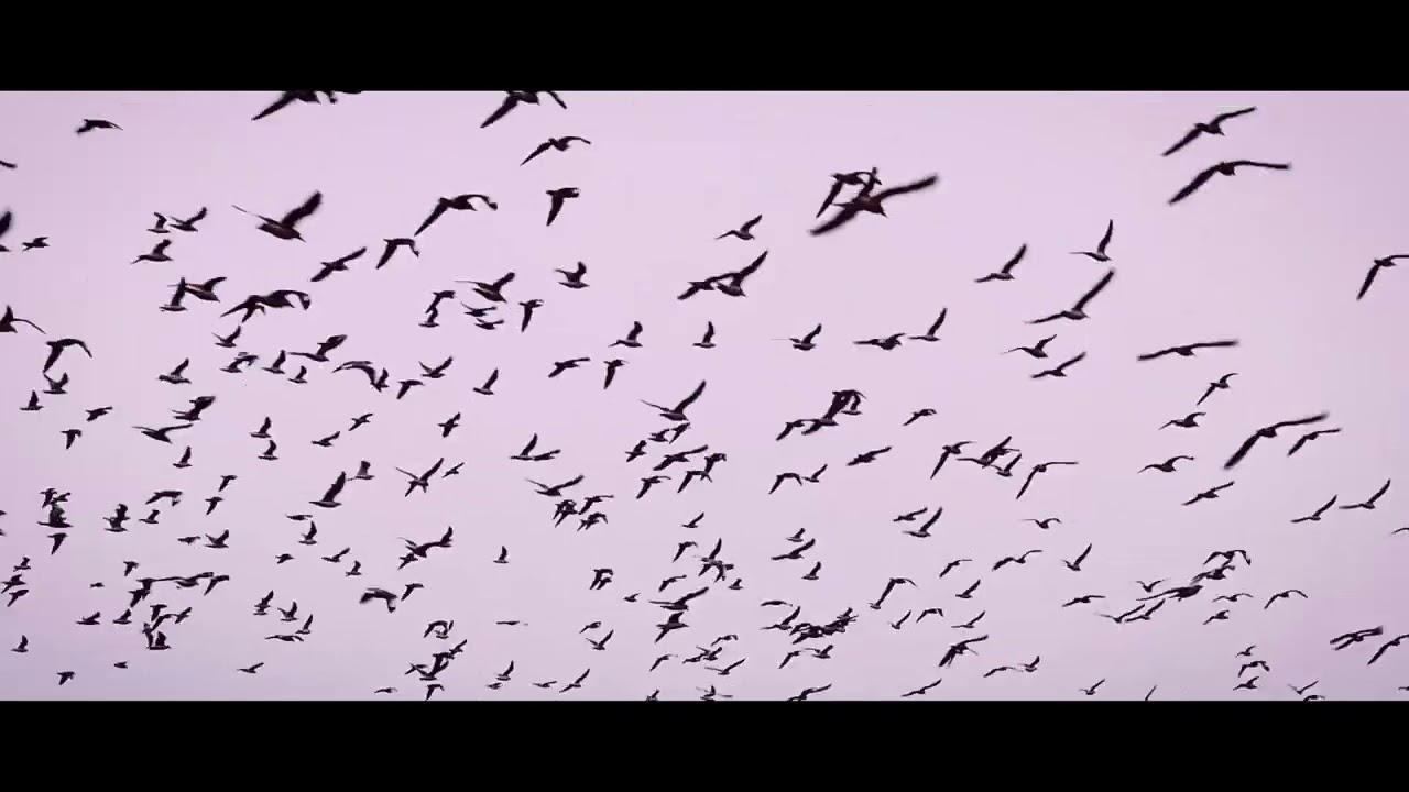 REDNOS - Flying Land (Official Music Video)