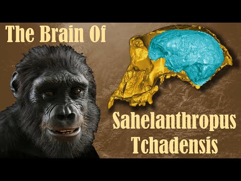 The Brain of Sahelanthropus Tchadensis | Ancestor Brains #1