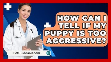 How Can I Tell If My Puppy Is Too Aggressive? - PetGuide360.com