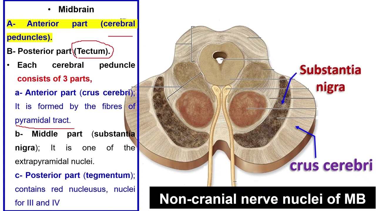 Noncranial nuclei of brain stem