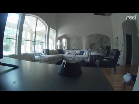 Video The last thing my Nest cam saw...