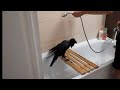 Интеллигентный ворон принимает душ перед завтраком. Питер такой Питер ;)