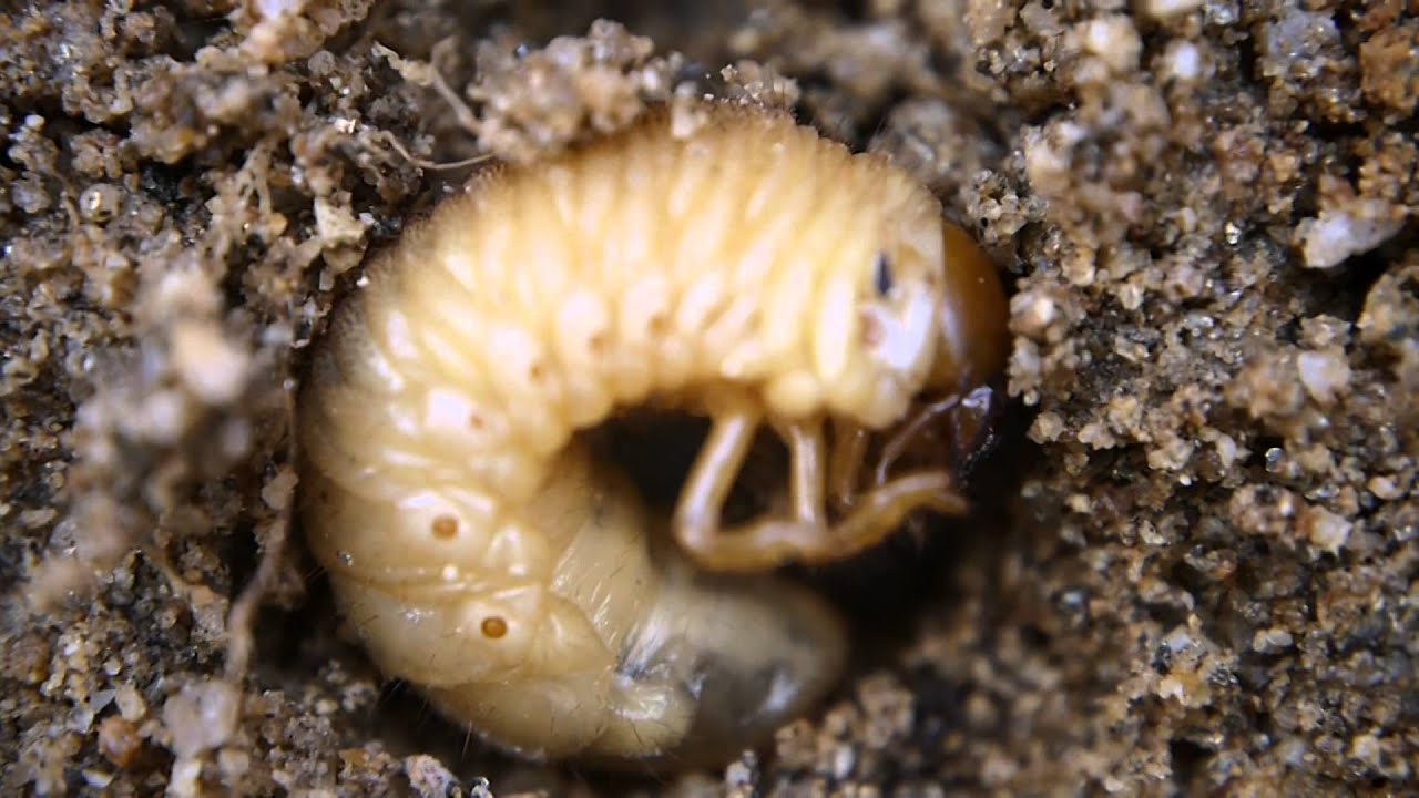 コガネムシ 土 に 潜る