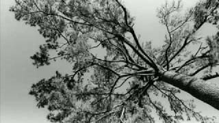 Video thumbnail of "Peter Yarrow - Tall Pine Tree.flv"