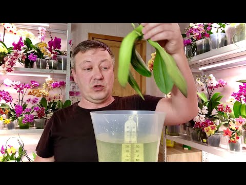 Видео: Как да тъкаме орхидея от мъниста