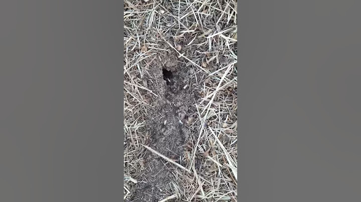 Le travail des fourmis