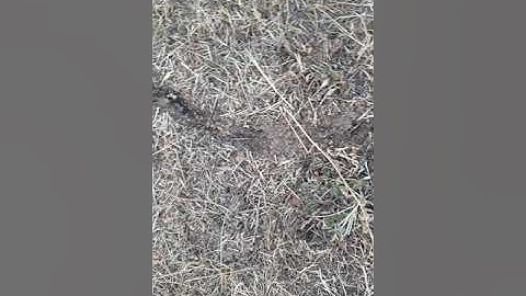 Le travail des fourmis