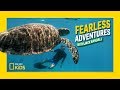 Green Sea Turtles: Tagging and Conservation