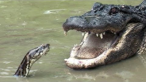 Python vs Alligator 07 -- Real Fight -- Python attacks Alligator
