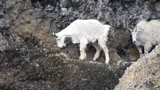 Mountain Goat Rock Climbers