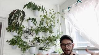 Indoor Begonia Maculata hanging wall planters