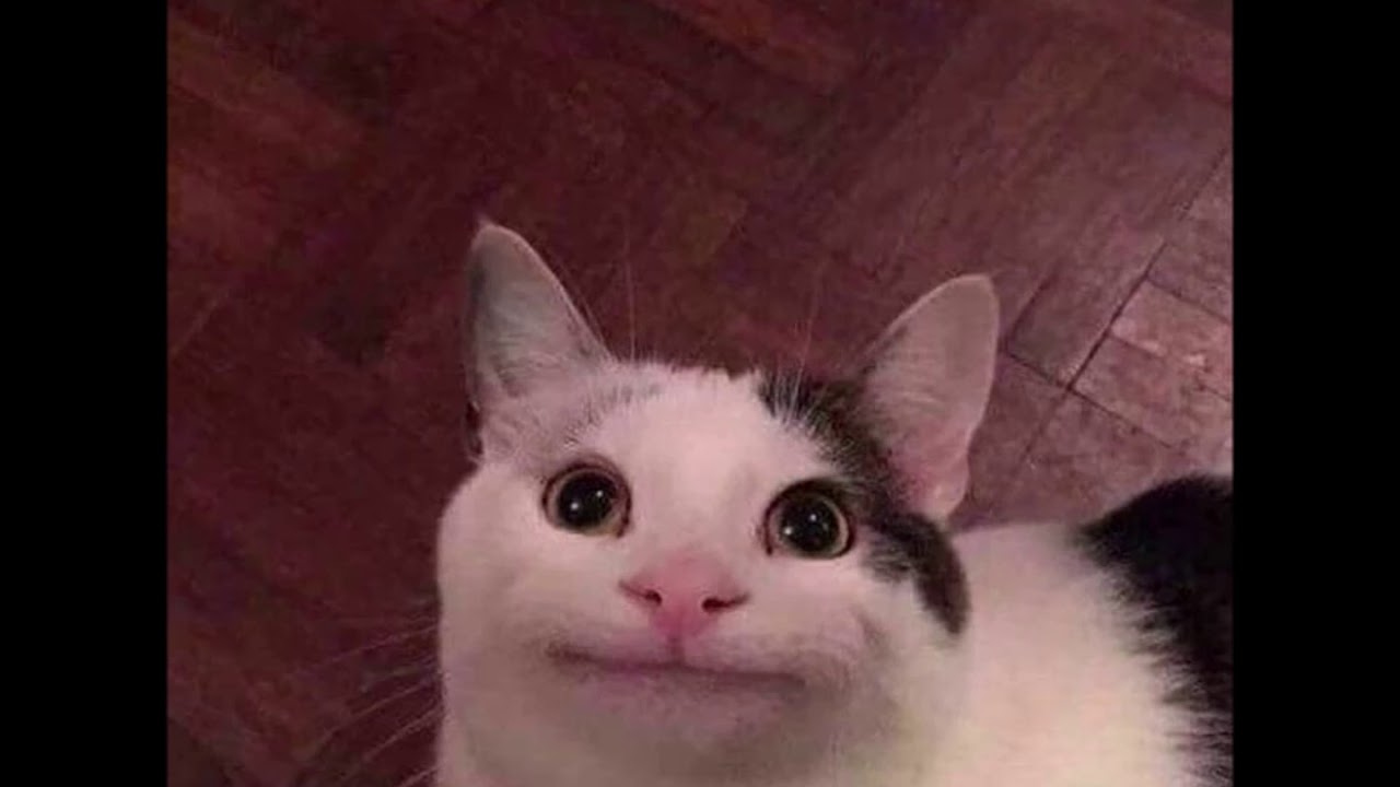 A Very Polite Cat! 