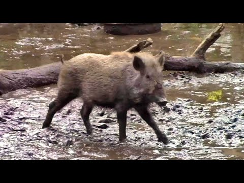 台風一過 水浸しの放飼場を走るイノシシたち 井の頭自然文化園 Japanese Wild Boar The Day After The Typhoon Youtube