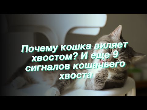 Почему кошка виляет хвостом? И еще 9 сигналов кошачьего хвоста