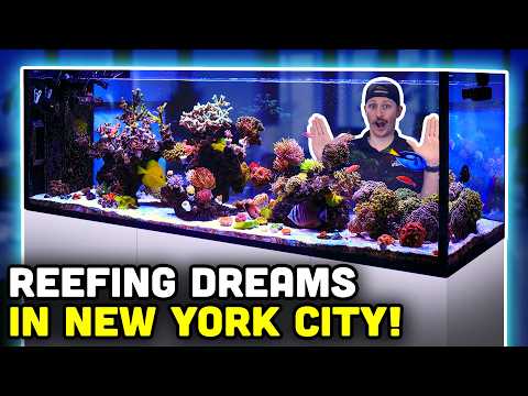This Highrise Aquarium is the CLEANEST Peninsula You'll Ever See! Tank Tour!