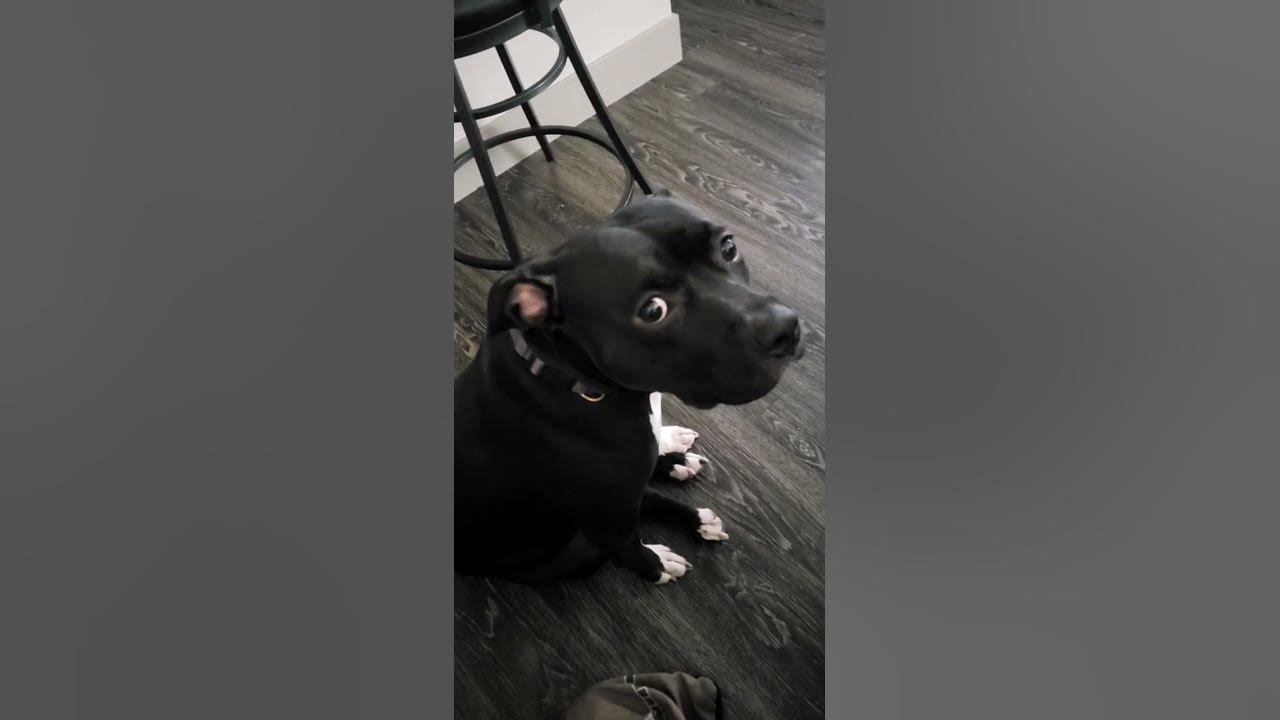 pitbulls in heat # hilarious - YouTube