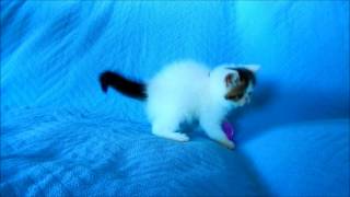 Exotic Shorthair Brown Tabby and White 6 weeks old by Chustmi 414 views 10 years ago 7 minutes, 10 seconds