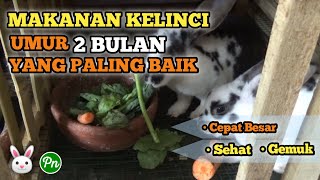 MAKANAN KELINCI UMUR 2 BULAN YANG PALING BAIK