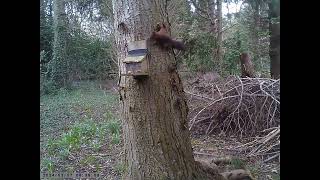 Dot's Red Squirrels to 11th March 2024