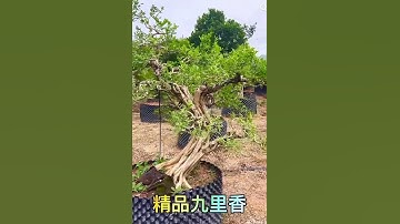 Hình ảnh cây Nguyệt Quới (Nguyệt Quế) bonsai được trồng ở vườn nhà