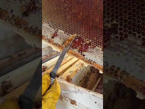 فرز عسل السمر العماني 2025