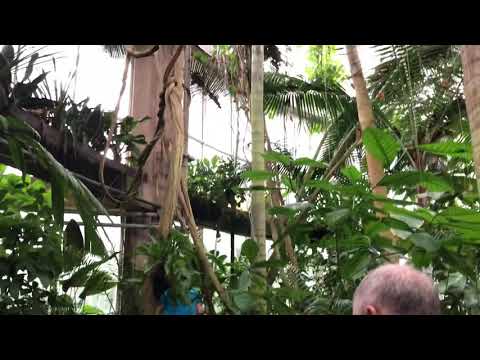 Banisteriopsis caapi - vine of the soul