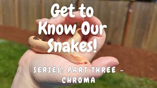 Get to Know Our Snakes! Series: Part Three - Chroma by Heart's Scales 829 views 11 months ago 7 minutes, 1 second