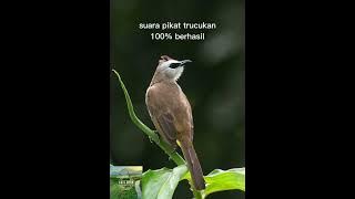 suara pikat burung trucukan trucuk 100% berhasil @acissrkk7672