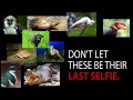Advocacy Ad Campaign | Philippine Wildlife Endangered Species
