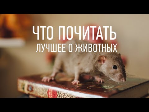 Видео: Книги и кости: преимущества чтения для животных
