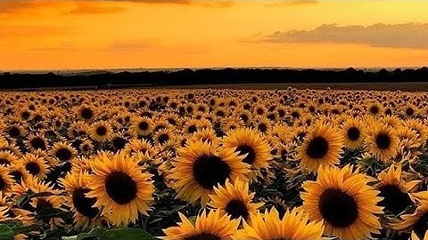 #سورة#يوسف#عبق#التلاوات#تلاوة_هادئه#القارئ#إسلام_صبحي#اكسبلور#القرآن_الكريم