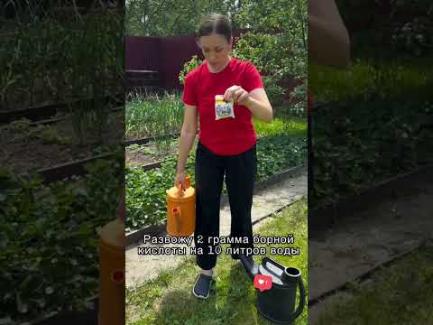 Клубника завалит вас урожаем если. #садоводничество #сорт #огород #garden #сад