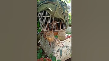 Đa Đa Mái kiêu trống