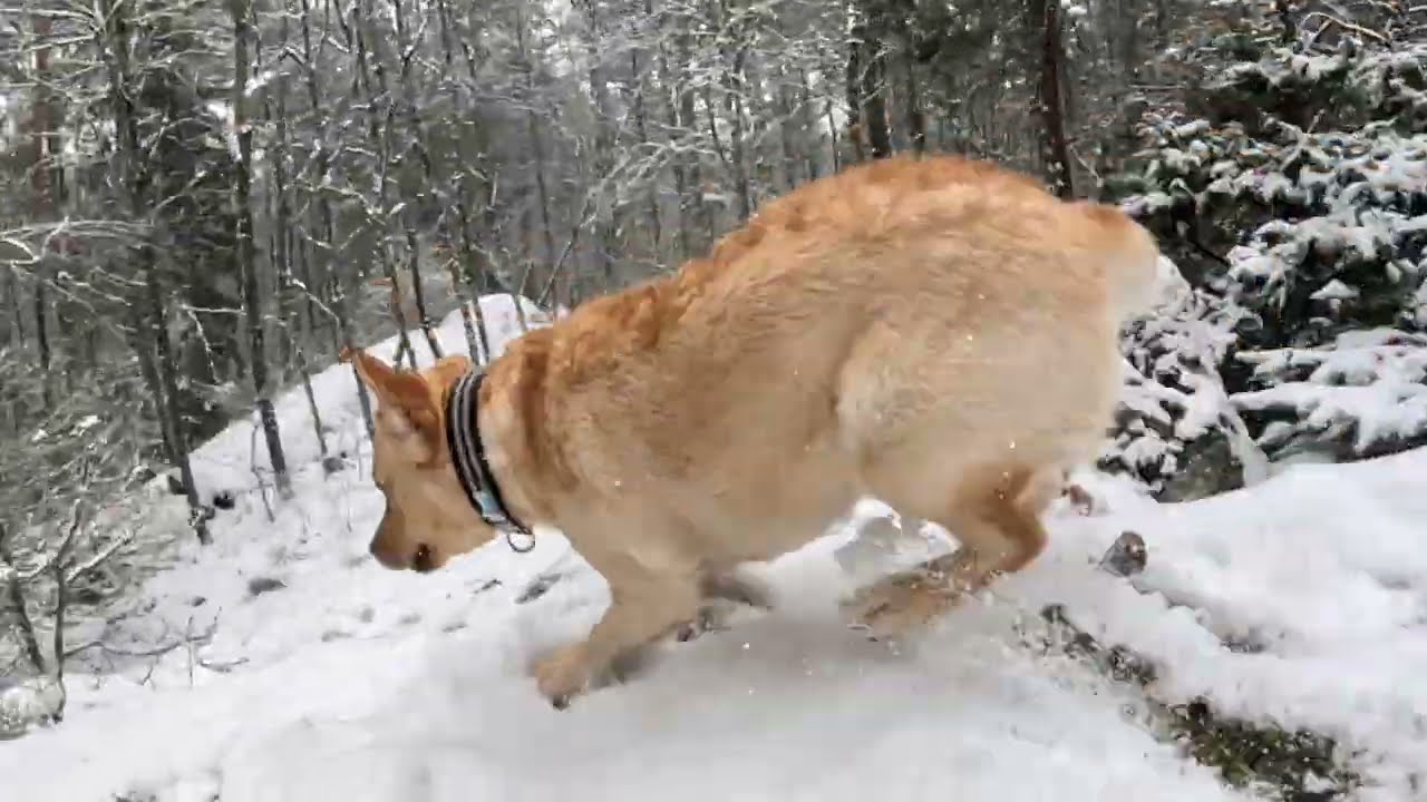 Dogs of sweden - Forest adventure Snowfall. Dog TV for dogs.