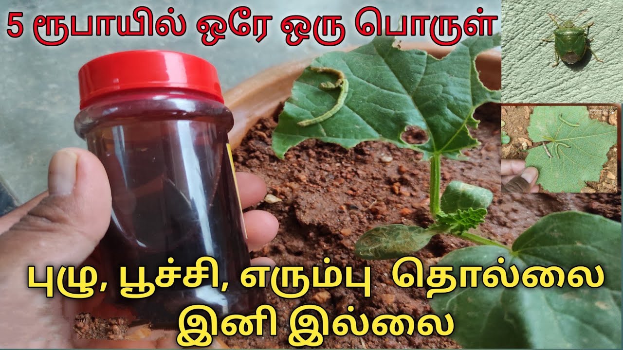 Poochi kolli marunthu Poochi viratti Best organic pesticide for all