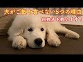 犬がご飯を食べない時は病気！？何を見ればいいのか解説！
