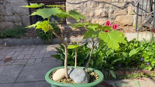 Norway Maple Forest #2 - 9 Months with A Repot and Some Growth - April 2024 to January 2025