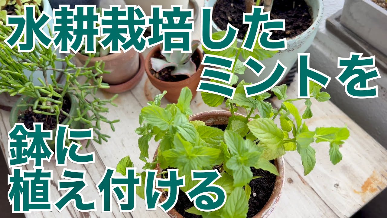 水耕栽培したミントを鉢に植え付ける Youtube