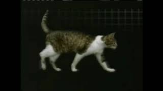 cat walking for 1 hour (200 sub special? idk I was bored so here) screenshot 2