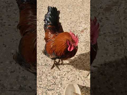 این داستان تاجی خروس نگهبان جوجه حیوانات خانگی مرغ خروس طبیعت حیوانات   