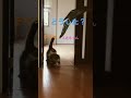 とつぜん！ #cats #cat #pets #ノルウェージャンフォレストキャット #猫 #ノル猫5にゃんねる