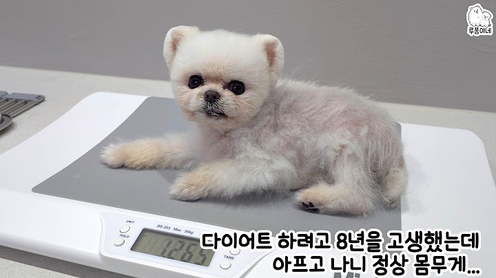 퐁키 드디어 1.2kg!  8년 만에 다이어트에 성공한 강아지... 마음이 너무 아픈 이유