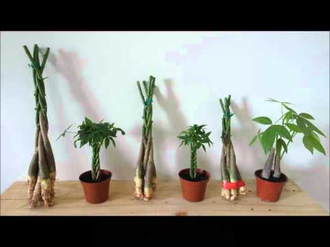 Wideo: Pachira Money Tree - Dowiedz się, jak dbać o rośliny Money Tree
