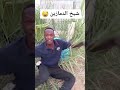 شيخ الدمازين صالح جقبسه