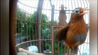 TERAPI WAMBI HWAMEI YANG NGEDROP KARENA DIPELIHARA TANPA BETINA