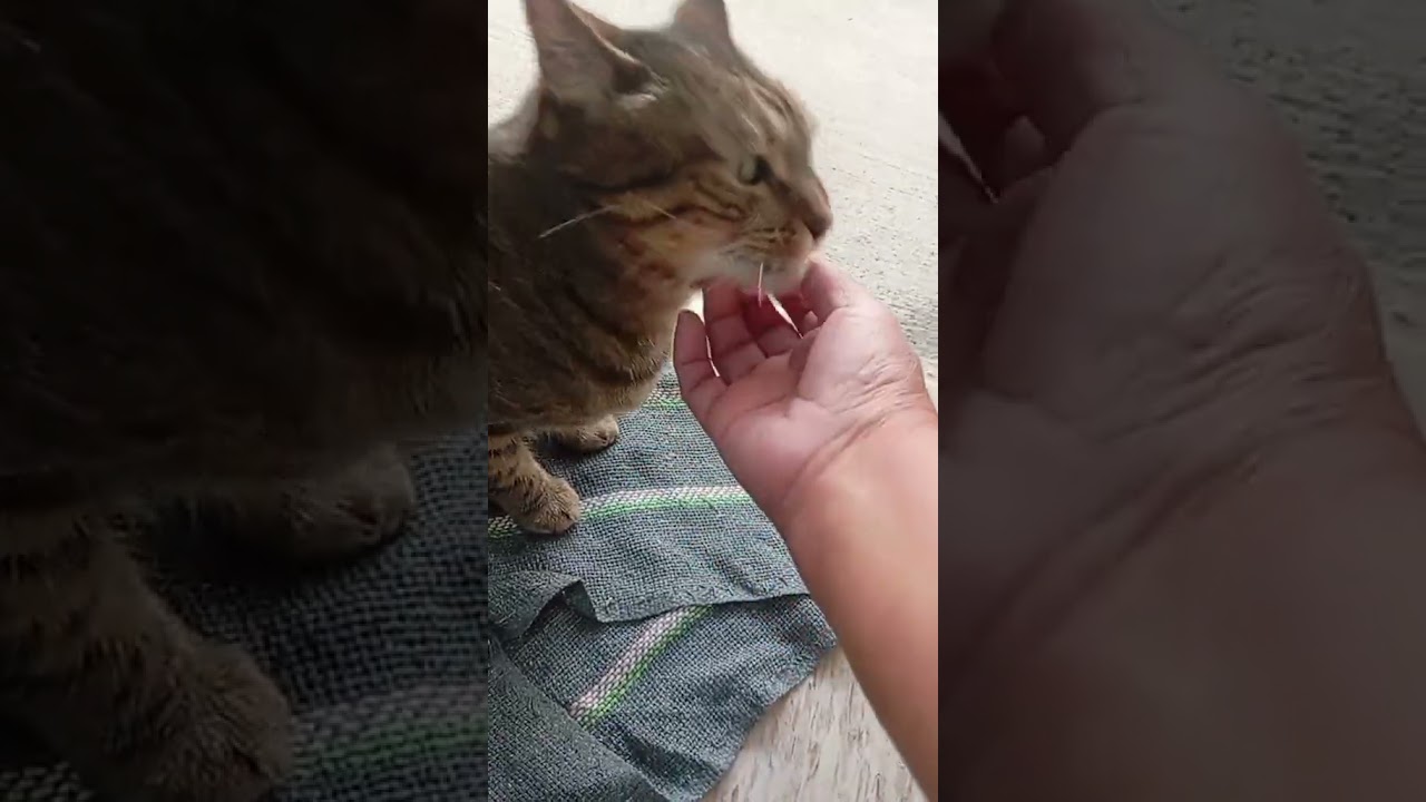 No Me Toques!!! #cat #reels #gatos #viralvideo #catlover #gato #shorts #reels #becky #parati #humor